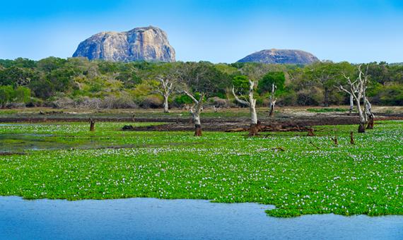 雅拉國家公園 Yala National Park